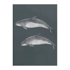 Posters<Kunskapstavlan® Affiche Östersjötumlare, 50x70 cm