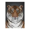 Posters<Kunskapstavlan® Affiche Tiger, 50x70 cm