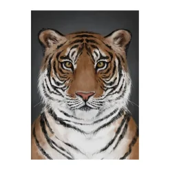 Posters<Kunskapstavlan® Affiche Tiger, 50x70 cm