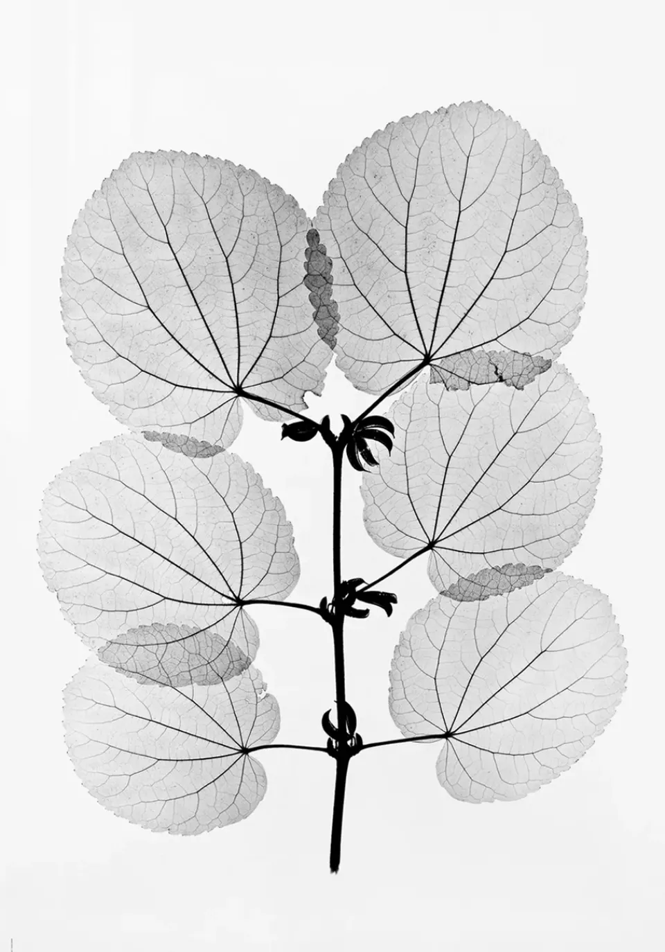 Posters<Fine Little Day Poster Katsura, 70x100 cm