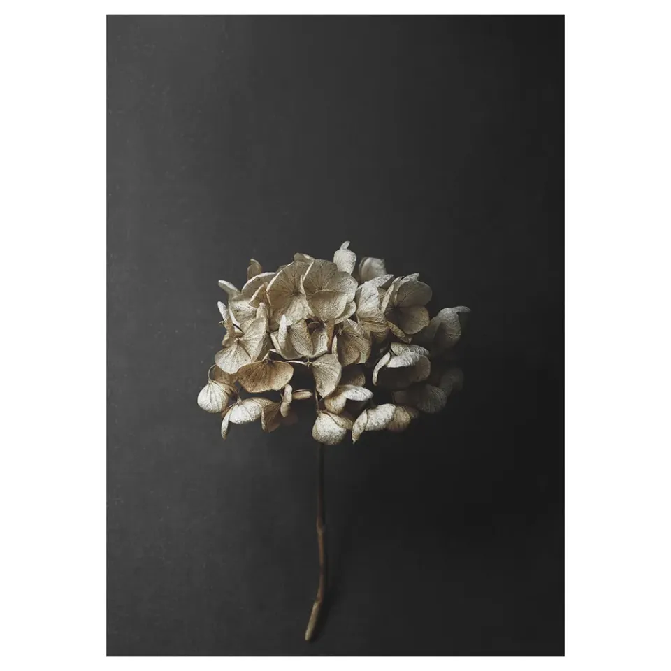 Posters<Paper Collective Still Life 04 Hydrangea poster, 50 x 70 cm